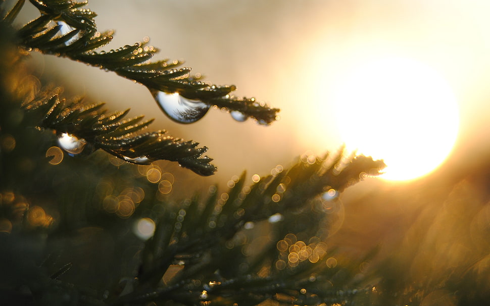 Pine tree leaves HD wallpaper